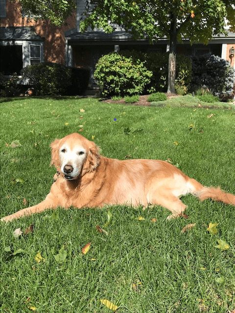 caring for an older Tripawd